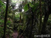 foret_de_bebour__9_