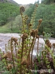 Glen_Nevis__33_