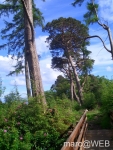 Goatfell__1_