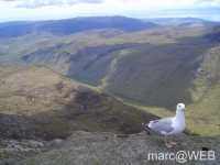 Goatfell__24_
