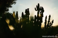 gran-canaria-07