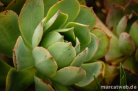 gran-canaria-16