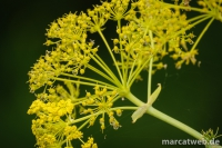 gran-canaria-23