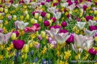 holland-01