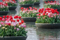 holland-02