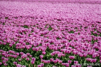holland-21