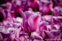 holland-22