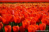 holland-23
