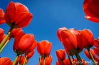 holland-24