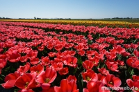 holland-27