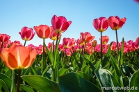 holland-28
