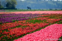 holland-29