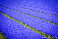 holland-30