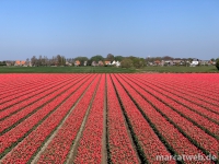 holland-33