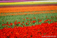 holland-34