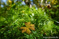 20170830-120342-DSC01853