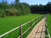 ReunionMauritius2_136