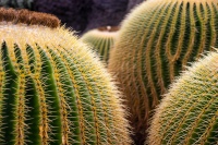 20210103-145556-DSC_0623