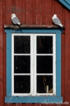 lofoten-07