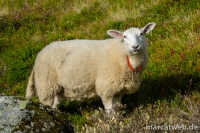 lofoten-65