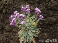 PICT0185
