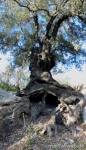mallorca-22