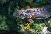 Mannheim-Luisenpark-16