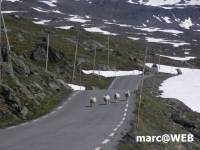 Norwegen (52).JPG