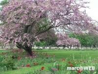 Paris (45)