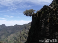 Arieiro_und_Ruivo__10_