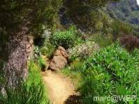 Arieiro_und_Ruivo__23_