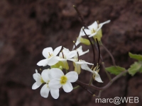 Arieiro_und_Ruivo__58_