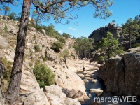 Pisco_di_Gallo__11_