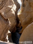 Pisco_di_Gallo__14_