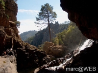 Pisco_di_Gallo__15_