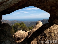 Pisco_di_Gallo__17_