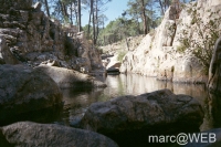 Pisco_di_Gallo__1_