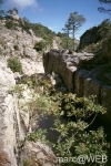 Pisco_di_Gallo__2_