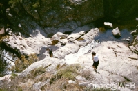 Pisco_di_Gallo__3_