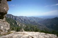 Pisco_di_Gallo__5_