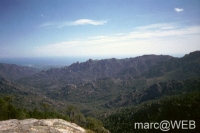 Pisco_di_Gallo__6_