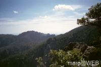 Pisco_di_Gallo__7_