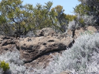 fournaise__7_