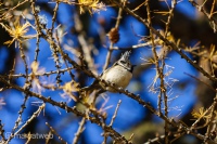 Crested Tit bird in the Mountains of Switzerland