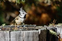 Crested Tit bird in the Mountains of Switzerland