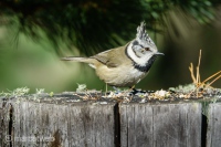 Crested Tit bird in the Mountains of Switzerland