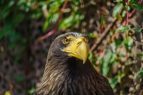 adler