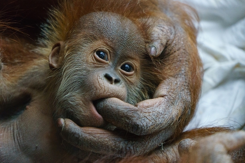 orang-utan