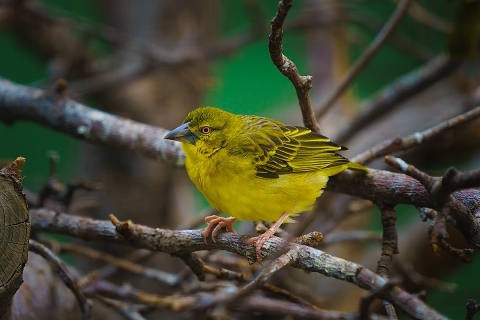 vogel