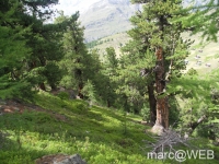 Zermatter_Rothorn__24_